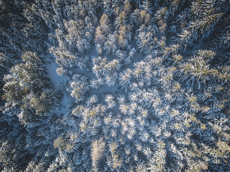 Shopping a Brunico e molto altro ancora Vista aerea di una foresta di abeti coperta di neve in inverno