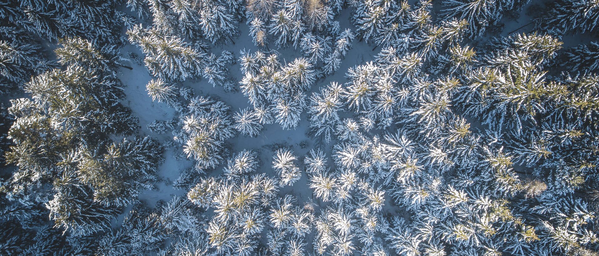 Vacanza a Plan de Corones: un’avventura Vista aerea di una foresta di abeti coperta di neve in inverno