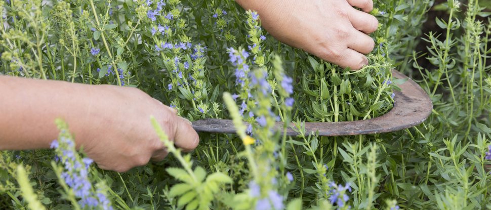 Ultime novità e storie da Valdaora Mani che raccolgono salvia in fiore con falce nel giardino