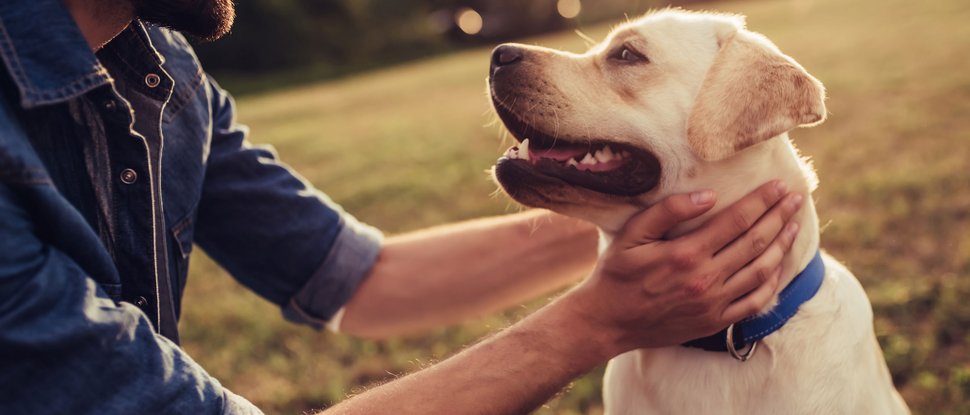 Ultime novità e storie da Valdaora Uomo accovacciato accarezza affettuosamente un cane Labrador all'aperto