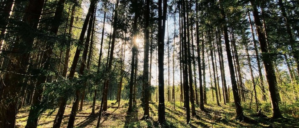 Ultime novità e storie da Valdaora Raggi di sole filtrano tra gli alberi alti nella foresta con lunghe ombre