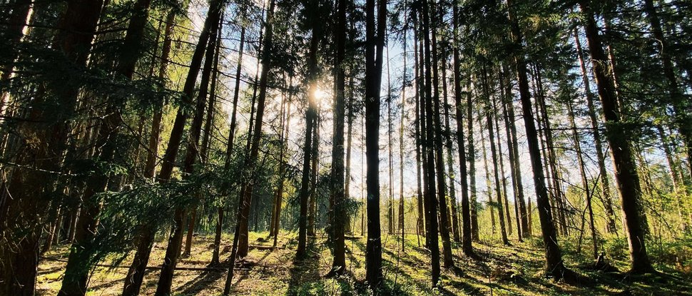 Ultime novità e storie da Valdaora Foresta soleggiata con lunghe ombre degli alberi sul terreno