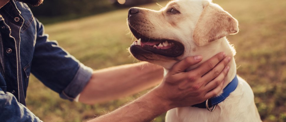 Aktuelle News und Geschichten aus Olang Mann kniet im Freien und hält Labrador-Hund liebevoll am Hals